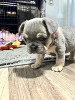 Boomer, a male French Bulldog for sale in Whitney, TX – 8 of 8