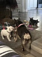 Jaxon, a male French Bulldog for sale in Whitney, TX – 8 of 10