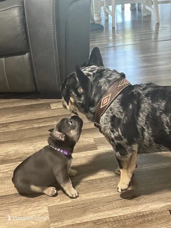 Cecilia – French Bulldog puppy for sale in Whitney, TX
