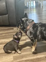 Cecilia, a female French Bulldog for sale in Whitney, TX – 1 of 10
