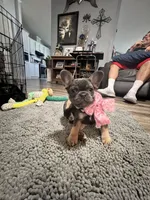 Princess , a female French Bulldog for sale in Whitney, TX – 5 of 8