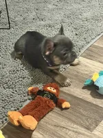 Cecilia, a female French Bulldog for sale in Whitney, TX – 6 of 10