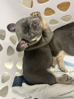 Cecilia, a female French Bulldog for sale in Whitney, TX – 5 of 10
