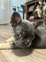 Princess, a female French Bulldog for sale in Whitney, TX – 4 of 10