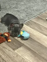 Cecilia, a female French Bulldog for sale in Whitney, TX – 7 of 10