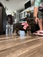 Princess , a female French Bulldog for sale in Whitney, TX – 7 of 8