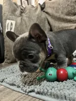 Cecilia, a female French Bulldog for sale in Whitney, TX – 3 of 10