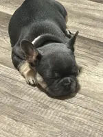 Princess, a female French Bulldog for sale in Whitney, TX – 3 of 10