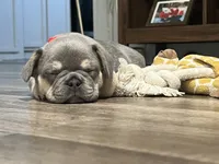 Boomer, a male French Bulldog for sale in Whitney, TX – 2 of 8