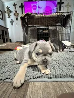 Boomer, a male French Bulldog for sale in Whitney, TX – 6 of 8