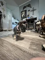 Princess, a female French Bulldog for sale in Whitney, TX – 8 of 10
