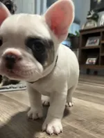 Jaxon, a male French Bulldog for sale in Whitney, TX – 10 of 10