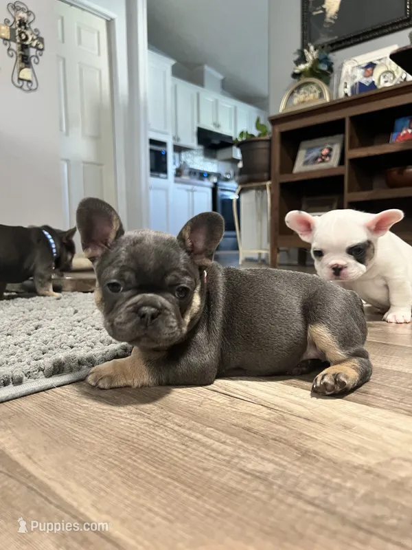 Princess – French Bulldog puppy for sale in Whitney, TX