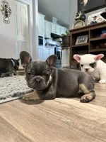 Princess, a female French Bulldog for sale in Whitney, TX – 1 of 10