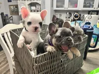 Cecilia, a female French Bulldog for sale in Whitney, TX – 2 of 10