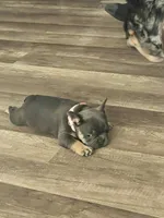 Princess, a female French Bulldog for sale in Whitney, TX – 9 of 10