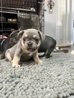 Boomer, a male French Bulldog for sale in Whitney, TX – 3 of 8