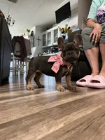 Princess , a female French Bulldog for sale in Whitney, TX – 3 of 8
