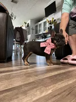 Princess , a female French Bulldog for sale in Whitney, TX – 2 of 8