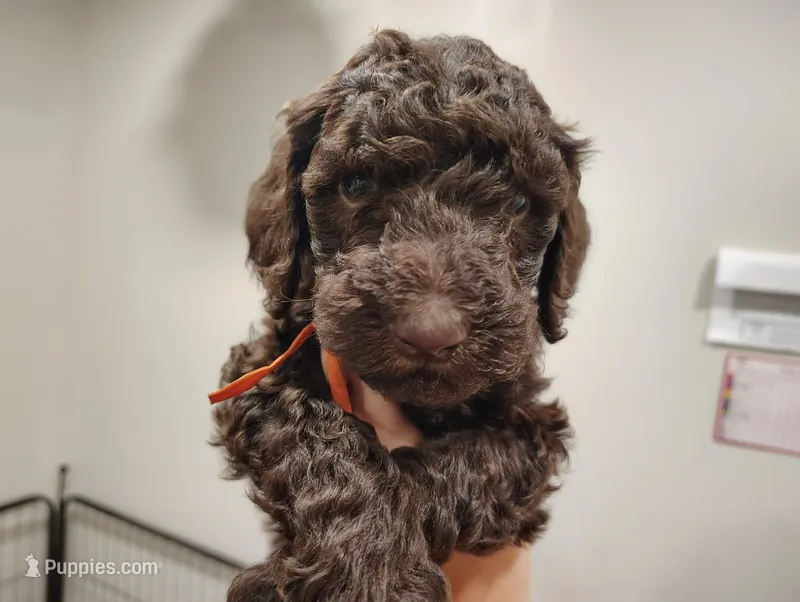 Gus – Poodle - Standard  puppy for sale in Iowa Falls, IA