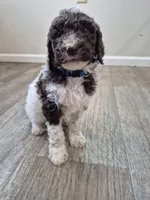 River, a male Poodle - Standard  for sale in Iowa Falls, IA – 3 of 10