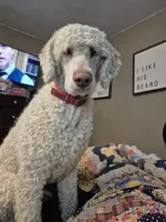 Forrest, a male Poodle - Multi-Colored Standard for sale in Iowa Falls, IA – 4 of 4
