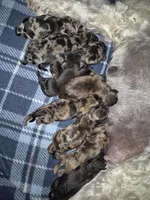 Puppy 5, a male Whoodle for sale in Iowa Falls, IA – Photo 1 of 3