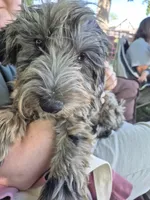Puppy 5, a male Whoodle for sale in Iowa Falls, IA – Photo 2 of 3