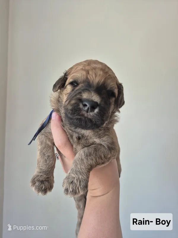 Rain – Whoodle puppy for sale in Iowa Falls, IA