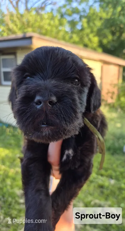 Sprout – Whoodle puppy for sale in Iowa Falls, IA