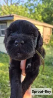 Sprout, a male Whoodle for sale in Iowa Falls, IA – 1 of 4