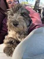 Puppy 3, a male Whoodle for sale in Iowa Falls, IA – Photo 3 of 3