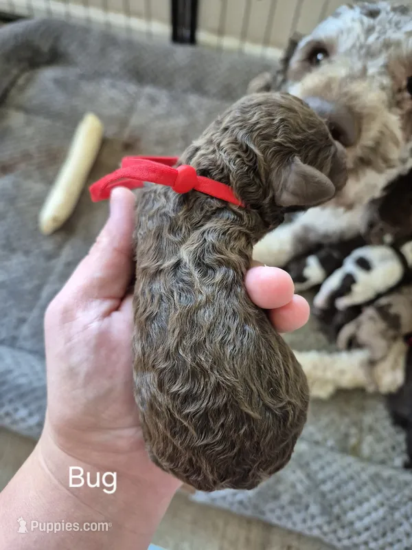 Bug – Poodle - Standard  puppy for sale in Iowa Falls, IA
