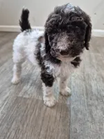 River, a male Poodle - Standard  for sale in Iowa Falls, IA – 2 of 10