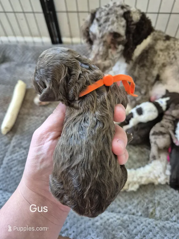 Gus – Poodle - Standard  puppy for sale in Iowa Falls, IA