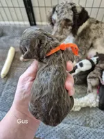 Gus, a male Poodle - Standard  for sale in Iowa Falls, IA – 1 of 3