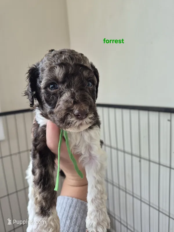 Forrest – Poodle - Multi-Colored Standard puppy for sale in Iowa Falls, IA