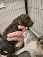 Summer, a female Poodle - Standard  for sale in Iowa Falls, IA – 3 of 5