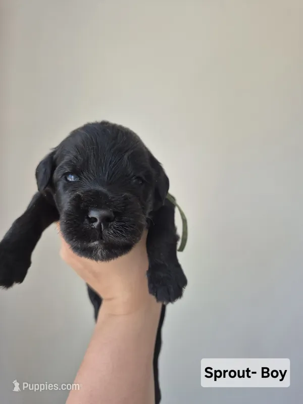 Sprout – Whoodle puppy for sale in Iowa Falls, IA