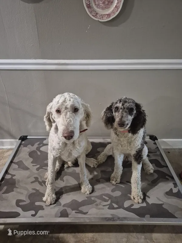 Puppy #1 – Poodle - Multi-Colored Standard puppy for sale in Iowa Falls, IA
