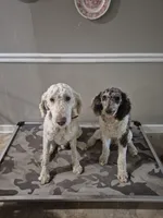 Puppy #1, a  Poodle - Multi-Colored Standard for sale in Iowa Falls, IA – 1 of 1