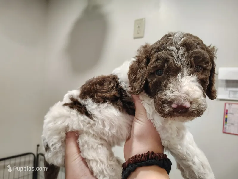 Sonny – Poodle - Multi-Colored Standard puppy for sale in Iowa Falls, IA