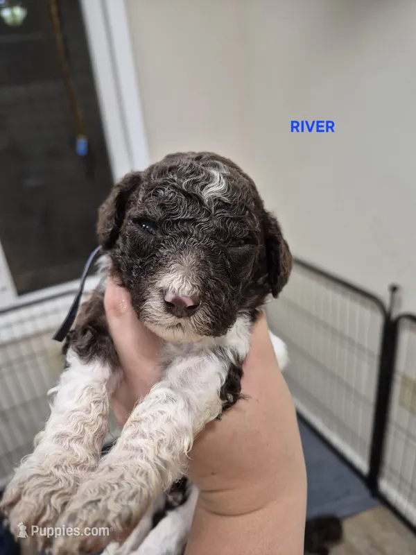 River – Poodle - Standard  puppy for sale in Iowa Falls, IA