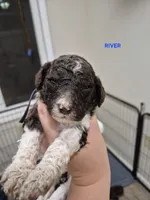 River, a male Poodle - Standard  for sale in Iowa Falls, IA – 6 of 10