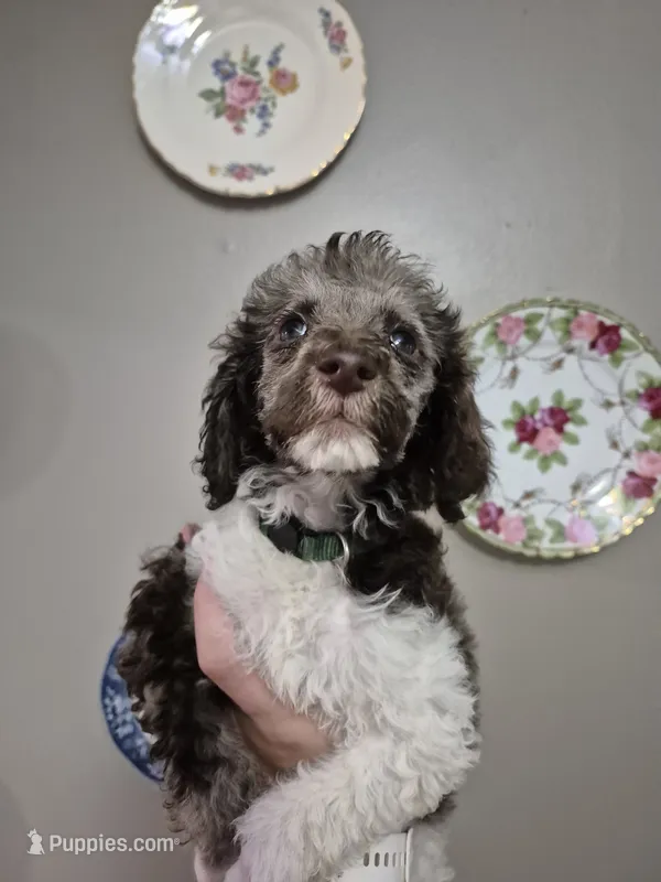 Forrest – Poodle - Multi-Colored Standard puppy for sale in Iowa Falls, IA