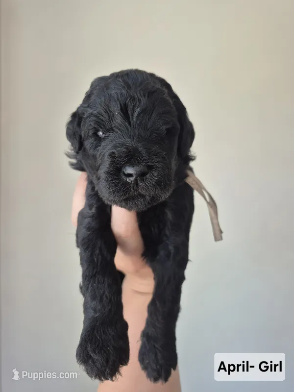 April – Whoodle puppy for sale in Iowa Falls, IA
