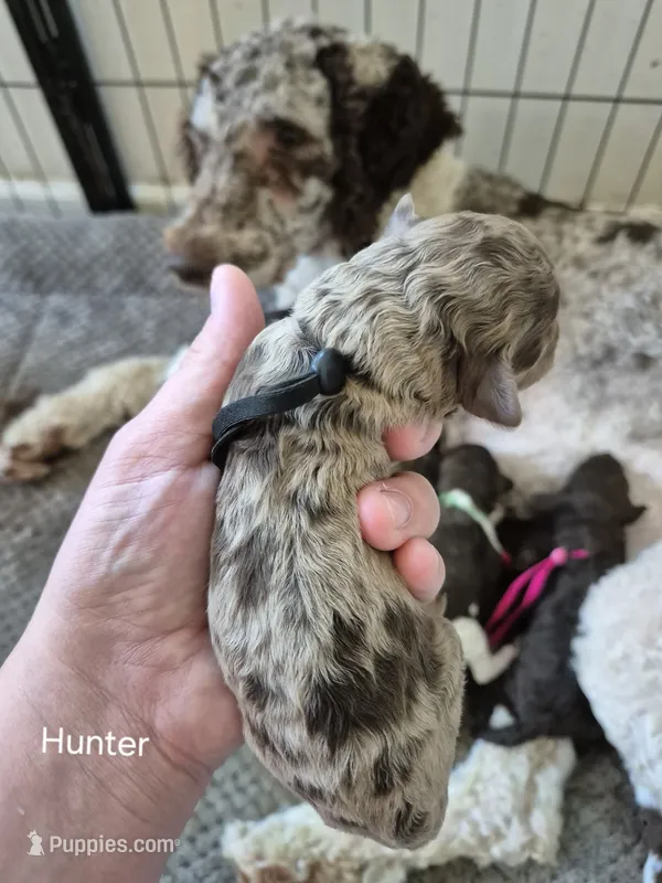 Hunter – Poodle - Standard  puppy for sale in Iowa Falls, IA
