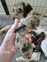 Hunter, a male Poodle - Standard  for sale in Iowa Falls, IA – 1 of 3