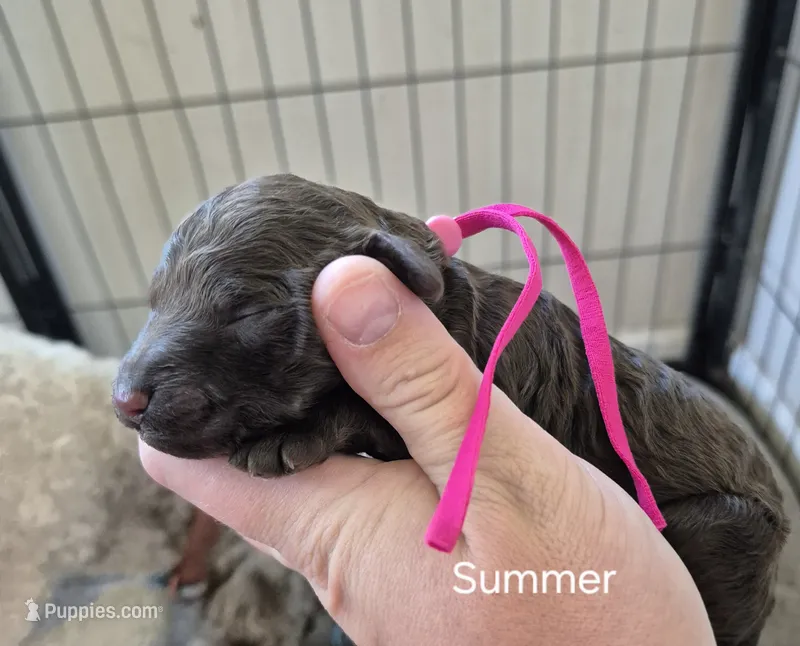 Summer – Poodle - Standard  puppy for sale in Iowa Falls, IA