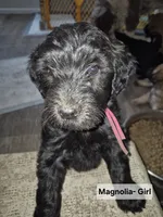 Magnolia, a female Whoodle for sale in Iowa Falls, IA – 4 of 5